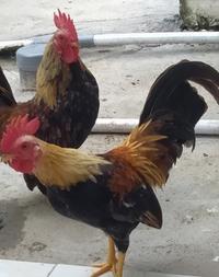 Gambar Ayam Kate Hias dari Cakical_Store undefined 3 Tokopedia