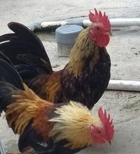 Gambar Ayam Kate Hias dari Cakical_Store undefined 2 Tokopedia