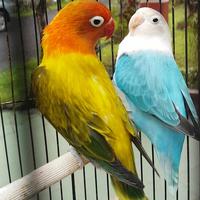 Gambar lovebird biola euwing gold + biola blue dari paradise crew undefined 1 Tokopedia