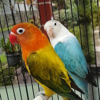 Gambar lovebird biola euwing gold + biola blue dari paradise crew undefined 4 Tokopedia