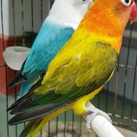 Gambar lovebird biola euwing gold + biola blue dari paradise crew undefined 2 Tokopedia
