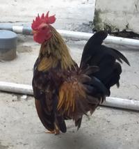 Gambar Ayam Kate Hias dari Cakical_Store undefined 4 Tokopedia