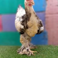 Gambar Induk Ayam Hias Brahma Kaki Berbulu Indukan dari Naufal Farms undefined 1 Tokopedia