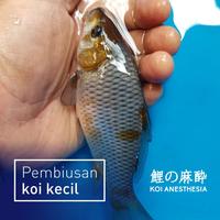 Gambar Bius Ikan Koi - Koi Anesthesia Original Konishi 20 ml dari guente koi undefined 4 Tokopedia