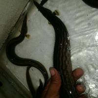 Gambar ikan sili batik dari Airafish undefined 3 Tokopedia