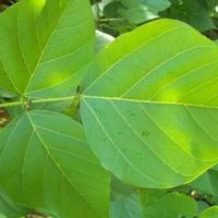 Gambar Daun dadap serep 200 gr dari laksanaherball undefined 2 Tokopedia