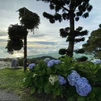 Gambar Pohon Tanaman Hias Bibit Bunga Hortensia - Bunga Bokor dari Tanbibit undefined 4 Tokopedia