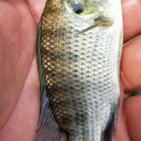 Gambar ikan nila nirwana dari Jual bibit ikan_NEW undefined 3 Tokopedia