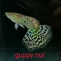 Gambar guppy Leopard perpasang dari Guppy Nur undefined 1 Tokopedia