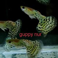 Gambar guppy Leopard perpasang dari Guppy Nur undefined 3 Tokopedia