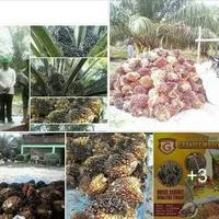 Gambar PUPUK KELAPA SAWIT NASA ORGANIK 1 HEKTAR 5 SAK GRANULE 3KG POWERNUTRI dari Agen Nasa Jakarta 1 undefined 4 Tokopedia