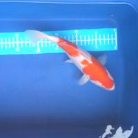 Gambar Koi Kohaku 25cm dari khakoi undefined 1 Tokopedia