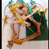 Gambar TANGKRINGAN IGUANA TANGKRINGAN BURUNG Love bird KAYU TANGKRINGAN 50 cm dari Fortune Plants undefined 2 Tokopedia