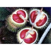 Gambar Bibit Tanaman Buah Durian Merah Banyuwangi Super Unggul dari Bibit Tani Lengkap undefined 4 Tokopedia