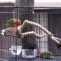 Gambar TANGKRINGAN IGUANA TANGKRINGAN BURUNG Love bird KAYU TANGKRINGAN 50 cm dari Fortune Plants undefined 3 Tokopedia