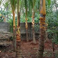 Gambar tanaman pohon kelapa gading dari Tunas Wangi undefined 1 Tokopedia