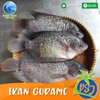 Gambar Ikan Gurame Segar / Gurame Besar (Sudah bersih insang) / Gurame 1Kg dari Pasar Seafood Jakarta undefined 2 Tokopedia