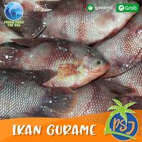 Gambar Ikan Gurame Segar / Gurame Besar (Sudah bersih insang) / Gurame 1Kg dari Pasar Seafood Jakarta undefined 5 Tokopedia