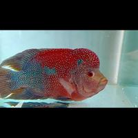 Gambar Ikann Louhan Chencu Indonesia dari AJ GEMSTONE undefined 2 Tokopedia