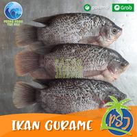 Gambar Ikan Gurame Segar / Gurame Besar (Sudah bersih insang) / Gurame 1Kg dari Pasar Seafood Jakarta undefined 1 Tokopedia