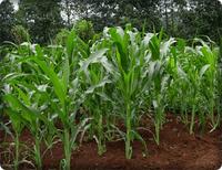 Gambar BIBIT JAGUNG MANIS , BENIH JAGUNG MANIS dari GRIGY INDONESIA undefined 4 Tokopedia
