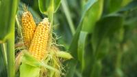 Gambar BIBIT JAGUNG MANIS , BENIH JAGUNG MANIS dari GRIGY INDONESIA undefined 5 Tokopedia
