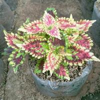 Gambar Tanaman Miana Ekornaga Merah dari cantik garden undefined 1 Tokopedia