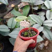 Gambar Hoya eliptica dari Rama Unifarm SHOP undefined 2 Tokopedia