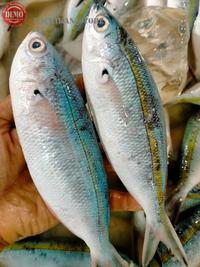 Gambar Ikan Segar Sunglir 1Kg Hasil Laut Segar dari PACKIKAN_STORE undefined 3 Tokopedia