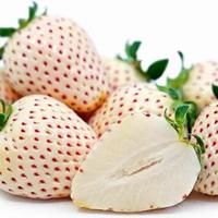 Gambar 1 Bibit / Benih / Seeds White Alpine Strawberry Stroberi Putih dari amefurashi undefined 3 Tokopedia