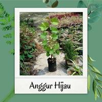 Gambar bibit anggur hijau import bibit anggur dixson import dari ananta bibit buah undefined 2 Tokopedia