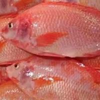 Gambar ikan nila merah hidup segar 1 kg dari KANAYA AQUATIC. undefined 2 Tokopedia