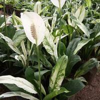 Gambar tanaman hias peace lily variegated - bibit spatifilum varigata dari decorationgrass undefined 1 Tokopedia