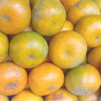 Gambar buah jeruk brastagi(medan)madu jumbo/pasti manis dari SUSAN BUAH FRESH FRUIT undefined 2 Tokopedia
