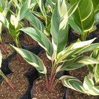 Gambar Tanaman Hias Heliconia / Pisang Variegata / Varigata dari Sumber Berkah Pot undefined 1 Tokopedia