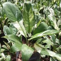 Gambar tanaman hias peace lily variegated - bibit spatifilum varigata dari decorationgrass undefined 2 Tokopedia