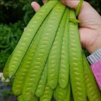 Gambar Pete Cina Segar - 100 Gram dari Pangan Daily undefined 1 Tokopedia