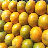 Gambar buah jeruk brastagi(medan)madu jumbo/pasti manis dari SUSAN BUAH FRESH FRUIT undefined 1 Tokopedia