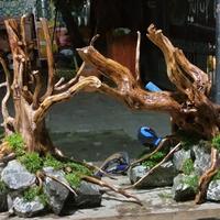 Gambar custom hardscape full set plus setingan batu pesanan pelanggan dari Bojong aquascape undefined 3 Tokopedia
