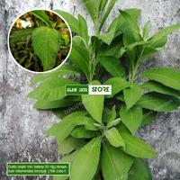 Gambar Herbal daun sembung segar 1000 gram dari store Alam jaya undefined 1 Tokopedia