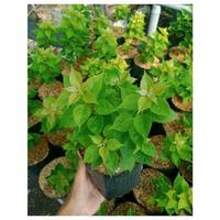 Gambar TANAMAN HIAS BUGENVIL BUNGA KERTAS//SUFIA INDIANA dari Husna Flora undefined 3 Tokopedia