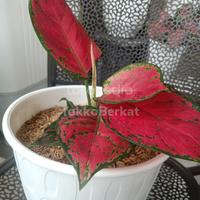 Gambar aglonema red anjamani murah dari TokkoBerkat undefined 1 Tokopedia