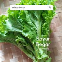 Gambar Selada per 250 gr dari Sayur Segar Palembang undefined 1 Tokopedia