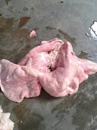 Gambar Jeroan Kambing lokal dari silviezza undefined 4 Tokopedia