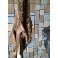 Gambar Jeroan Kambing lokal dari silviezza undefined 2 Tokopedia