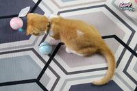 Gambar Mainan Kucing Otomatis / Pet Toy / Lighting Ball / Bola Kucing/ - Merah Muda dari Kucingkomplex undefined 2 Tokopedia