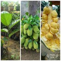 Gambar Pupuk Cempedak Organik, Pupuk Booster Buah Cempedak Cepat Berbuah dari AGEN PUPUK PERTANIAN undefined 5 Tokopedia