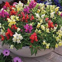 Gambar Biji Benih Bibit Dwarf Snapdragon Mix Fairy Bouquet Flower 200 Biji dari Bibit Tanaman Online undefined 3 Tokopedia