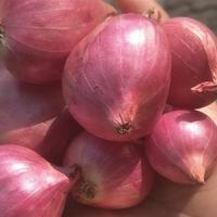 Gambar bawang merah bima 250grm dari didi freshvege undefined 1 Tokopedia