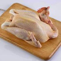 Gambar ayam pejantan jantan kg gram ati ampela bersih kampung fresh utuh ekor dari rentingplaces gatot subroto 45 undefined 1 Tokopedia